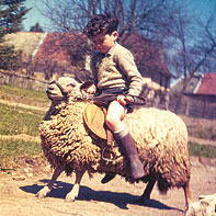 Michel Robert commence l'équitation sur un mouton michel-robert-monte-un-mouton